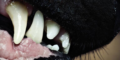 Hund beißt 69-Jährige ins Gesicht