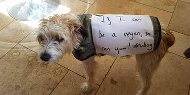 Hund vegan ernährt: Mega-Shitstorm gegen Extinction-Rebellion