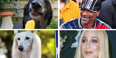 Cher, Putin & Gere: Diese Hunde sind Doppelgänger von Promis