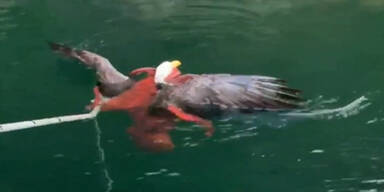 Fischer retten Adler aus den Armen eines Kraken