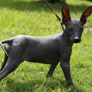 ears