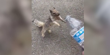 Eichhörnchen trinkt aus Flasche