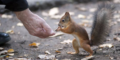 Mann fütterte Eichhörnchen mit Crystal Meth