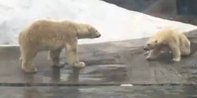Erstes Eisbären-Date endet tödlich