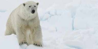 Eisbär griff Fotografen an- erschossen