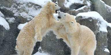 Eisbären-Alarm: Aggressive Bären überrennen Insel