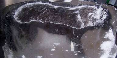 Eisblock Hund Collie Kanada