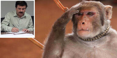 Affe führt Ermittler zu Drogenboss "El Chapo"