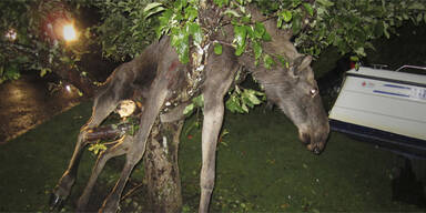 Betrunkener Elch aus Baum befreit