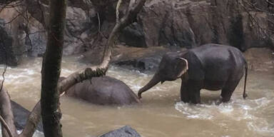 Sie wollten ein Kälbchen retten: Sechs Elefanten ertrunken