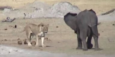 Mutigster Baby-Elefant greift Löwen an