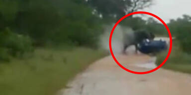 Schock: Elefant greift Auto von Touristen an