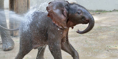 Schönbrunn: Elefanten- Baby heißt Iqhwa