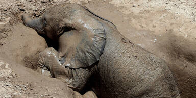Irre Rettung eines süßen Elefanten-Babys