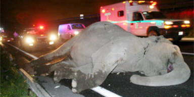 Ein Toter bei Bus-Crash mit Elefanten