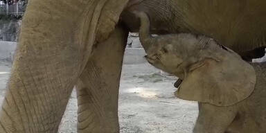 Putzig: Babyelefant sucht einen Namen