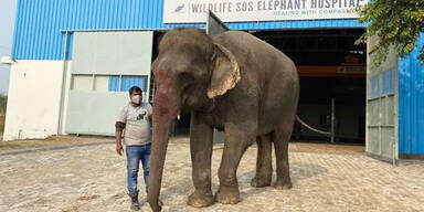 Elefantenkuh „Emma“ wurde jahrelang missbraucht