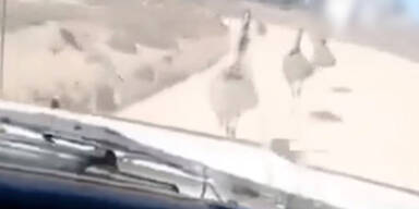 Schock-Video: Tierquäler attackiert mit Auto Emus