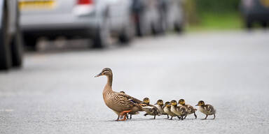 Enten-Mama und ihre sieben Küken legen Autobahn lahm