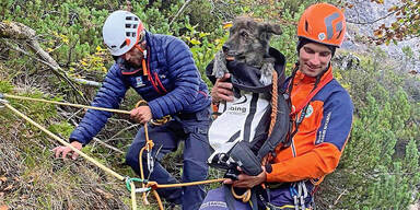 Hündin "Pupi" nach 3 Tagen von Berg gerettet