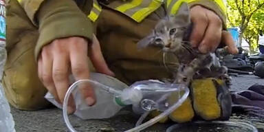 Feuerwehrmann rettet bewusstlose Katze