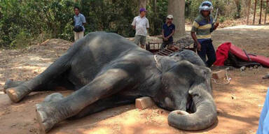 Bei 40 Grad musste Elefantenkuh Touristen tragen – jetzt ist sie tot