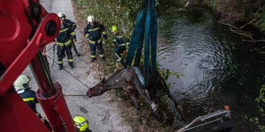 Nach Reit-Unfall: Feuerwehr musste Pferd aus Fluss retten