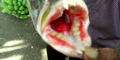Rätsel um bizarren Fisch mit Menschen-Zähnen