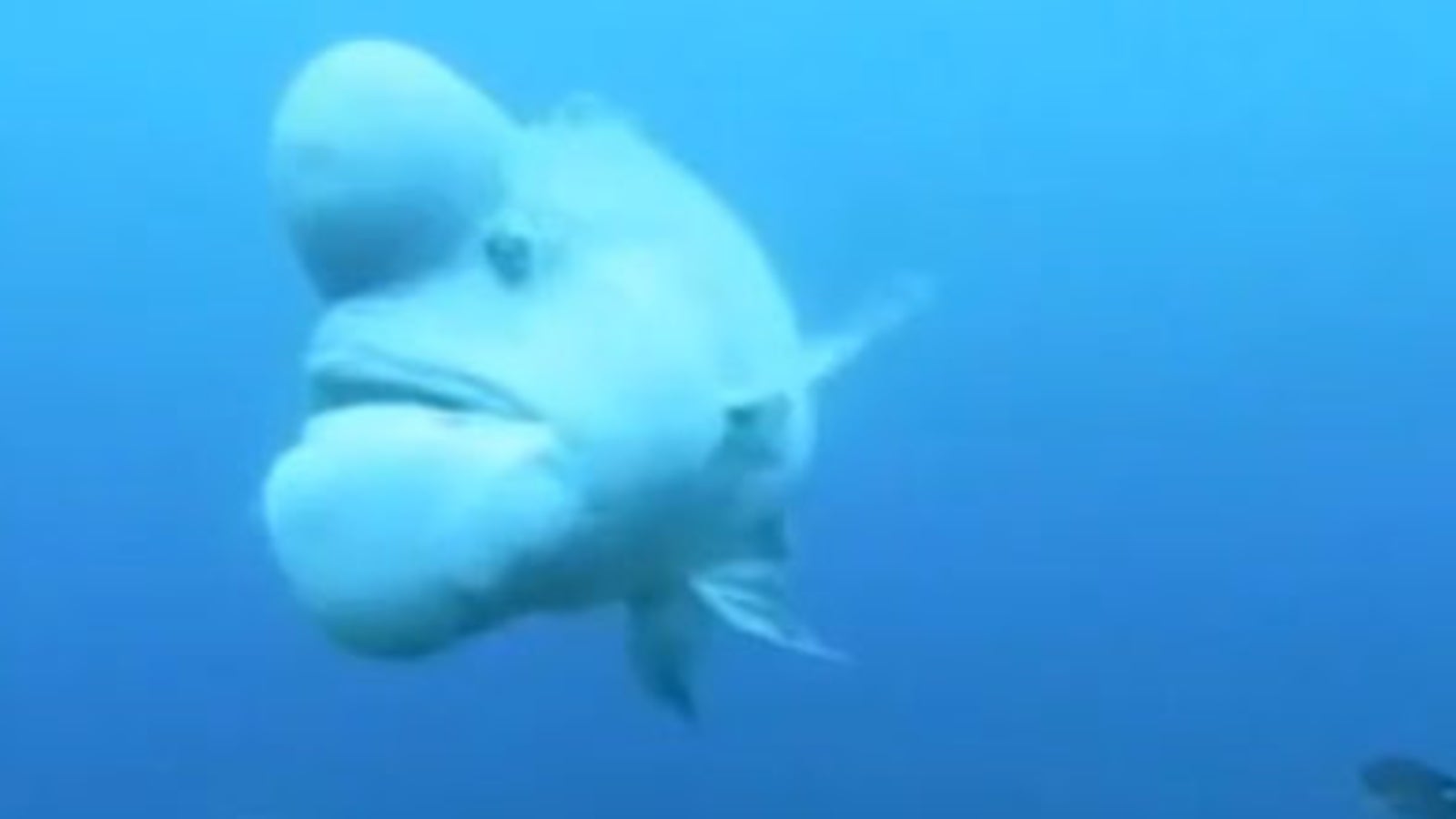 Ist das der hässlichste Fisch der Welt? oe24.at