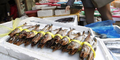 14 Tote nach Massen-Fischvergiftung