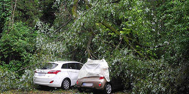 Baum stürzt auf geparkte Autos