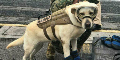 Hund Frida rettet viele Leben nach Katastrophen