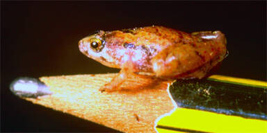 Das ist der kleinste Frosch der Welt