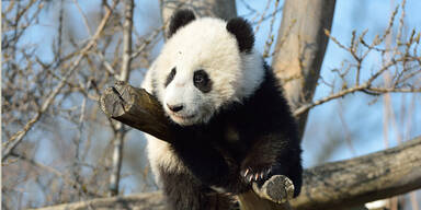 Panda Fu Bao erkundet erstmals die Natur