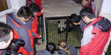 Panda Fu Hu in China angekommen 