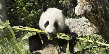 Todes-Seuche rottet Pandas aus