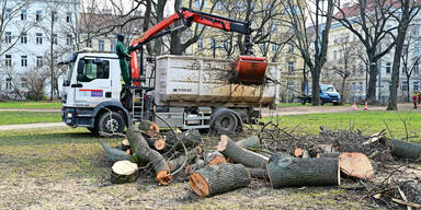 ''Heimliche'' Baum-Fällung in Wiener Park