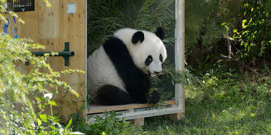 Zoo-Liebling Fu Hu nimmt Abschied