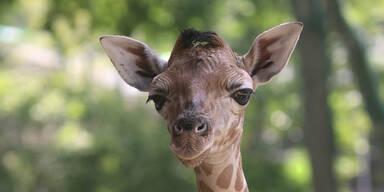 Seltene Rotschild-Giraffe im Zoo Schmiding bei Wels geboren