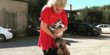 Lady Gagas Hunde entführt: 5 Festnahmen in L.A.