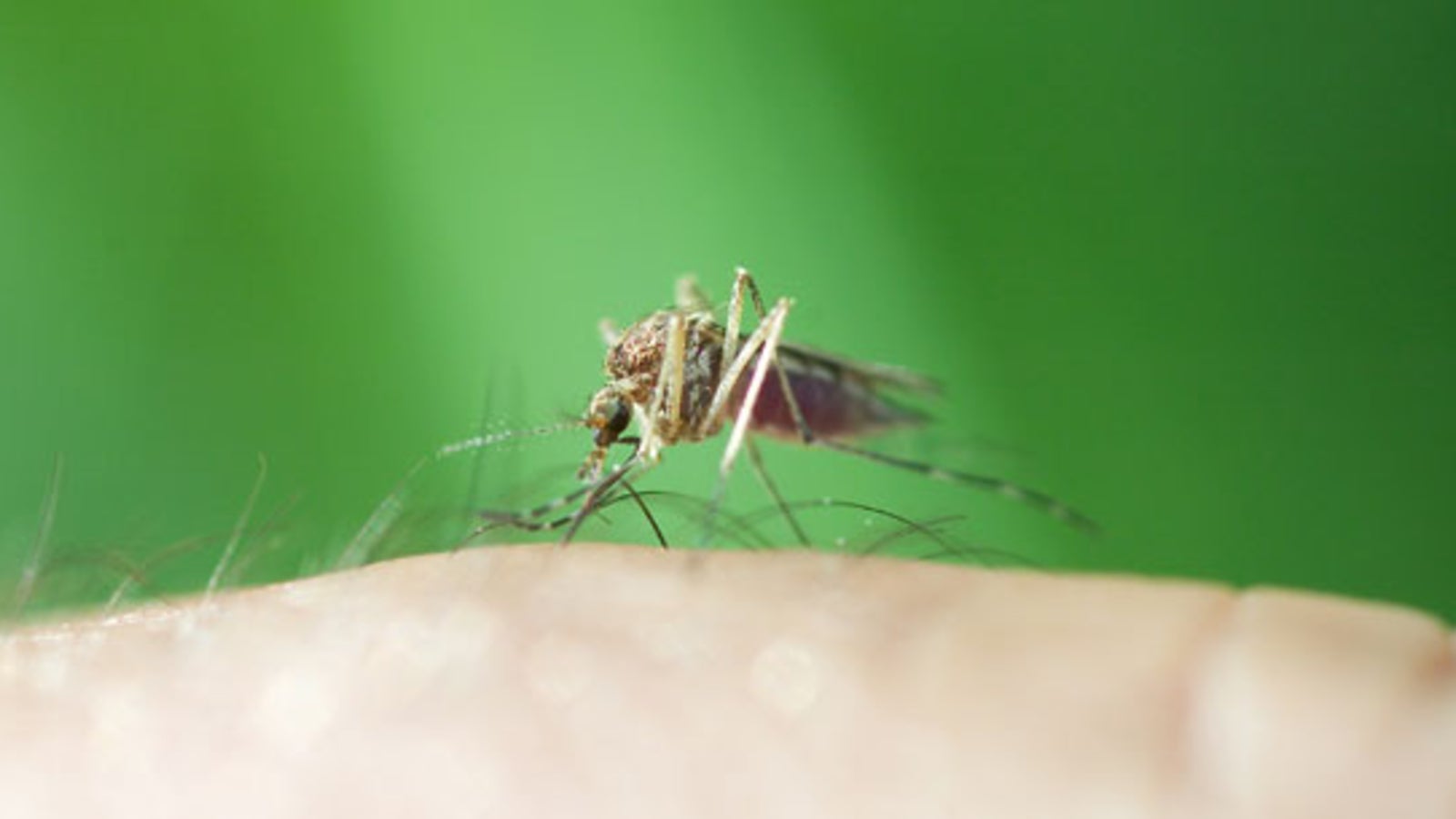 Die größten GelsenMythen im Check gesund24.at