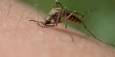 Droht jetzt eine Mückenplage?