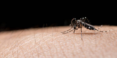 Gelsen-Alarm: Asia-Mücken schon bei uns