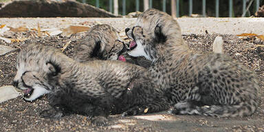 Geparden-Babys im Zoo Schönbrunn 