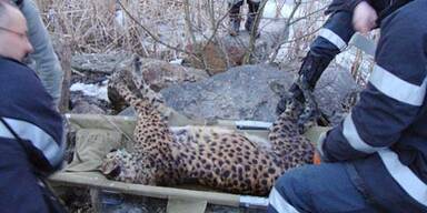 Gepard bricht in Teich ein - tot