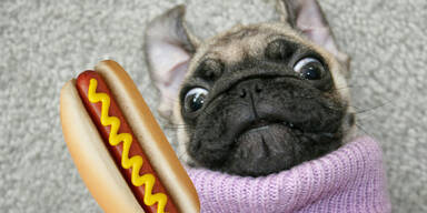 Hund ist unrein: Moslems verbieten "Hotdogs"