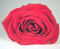 Heilen mit
Flower-Power