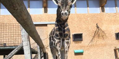 giraffe tot zoo.PNG