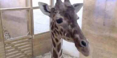 Hier kommt eine Baby-Giraffe zur Welt