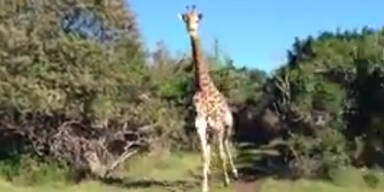 Wildgewordene Giraffe jagt Touristen